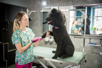 Pompon Studio Strzyżenie i pielęgnacja psów i kotów